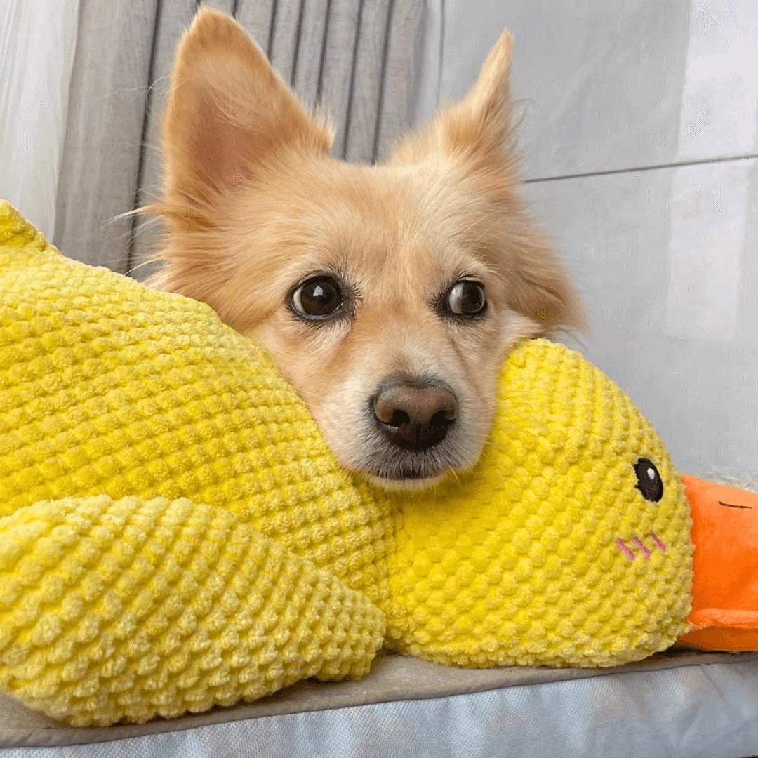 Calming Duck Toy by Wowpetsmart